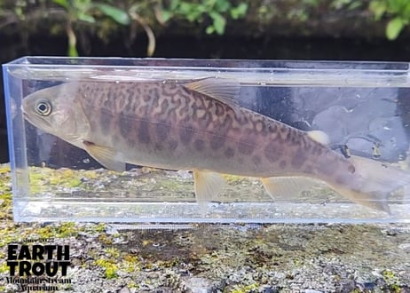 EARTH TROUT オリジナル　カワサバ　20cm前後　１匹～