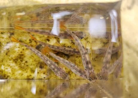 EARTH TROUT限定　希少種　カワサバ　1匹～10匹　7cm前後