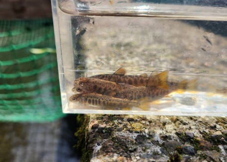 稚魚　エゾイワナ　アメマス　10匹～100匹　5cm前後