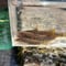 稚魚 エゾイワナ アメマス 10匹~100匹 5cm前後