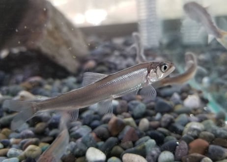 期間限定　稚鮎　アユ　5匹～50匹　7cm前後