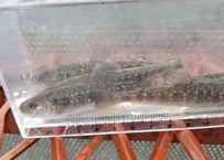 幼魚　エゾイワナ　アメマス　5匹　15cm前後
