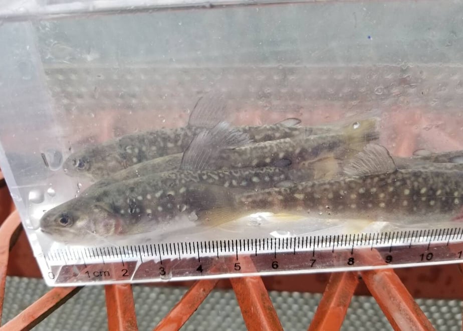 6342b3af4ff8c2399485bb3b