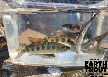 幼魚　ヤマメ　12匹～20匹　10cm前後