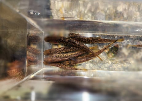 稚魚　エゾイワナ　アメマス　10匹～100匹　5cm前後