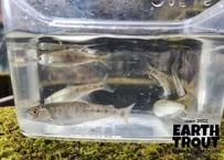 稚魚  ヒメマス　3匹～20匹　5cm前後