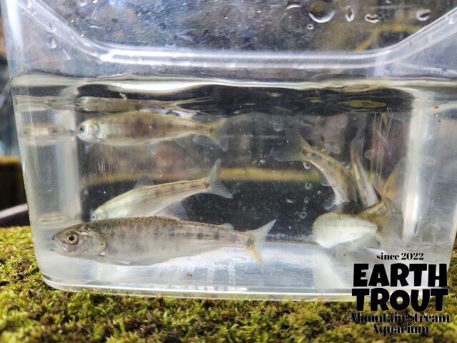 幼魚 ヒメマス 3匹～10匹 15cm前後 | EARTH TROUT