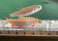 アルビノマス　3匹～　15cm前後