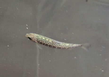 幼魚　ニッコウイワナ　3匹～10匹　15cm前後