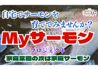 送料無料　Myサーモンプロジェクト　三倍体ニジマス稚魚30匹+飼育飼料10kg