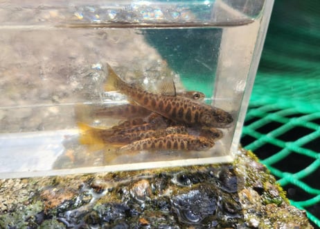 稚魚　エゾイワナ　アメマス　120匹～300匹　5cm前後