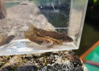 稚魚　ニッコウイワナ　120匹～300匹　5cm前後
