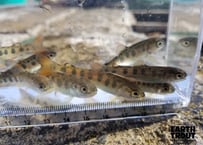 稚魚　ヤマメ　120匹～300匹　6cm前後