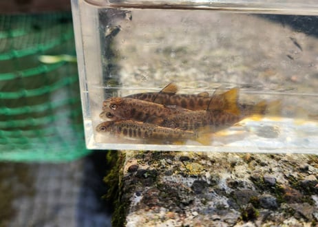 稚魚　エゾイワナ　アメマス　120匹～300匹　5cm前後