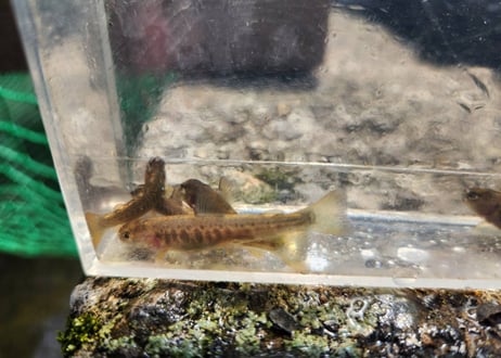 稚魚　ニッコウイワナ　10匹～100匹　4cm～5cm前後