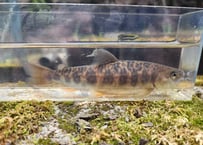 EARTH TROUT限定　希少種　カワサバ　1匹～5匹　15cm前後