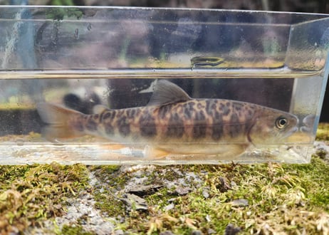 EARTH TROUT限定　希少種　カワサバ　1匹～5匹　15cm前後