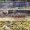 EARTH TROUT限定　希少種　カワサバ　1匹～5匹　15cm前後