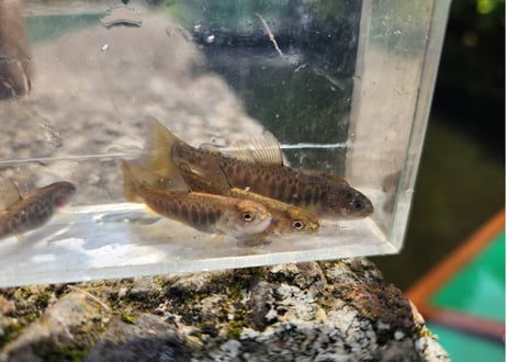 稚魚　ニッコウイワナ　10匹～100匹　4cm～5cm前後