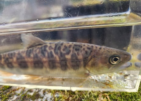 EARTH TROUT限定　希少種　カワサバ　1匹～5匹　15cm前後