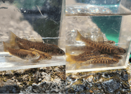 稚魚　イワナ2系統　ニッコウ　エゾ　同梱　20匹～100匹　5cm前後