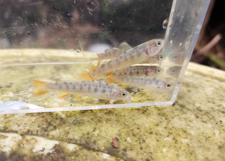EARTH TROUT限定　希少種　カワサバ　1匹～10匹　7cm前後