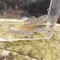 EARTH TROUT限定　希少種　カワサバ　1匹～10匹　7cm前後