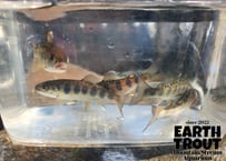 幼魚　ヤマメ　5匹～10匹　10cm前後