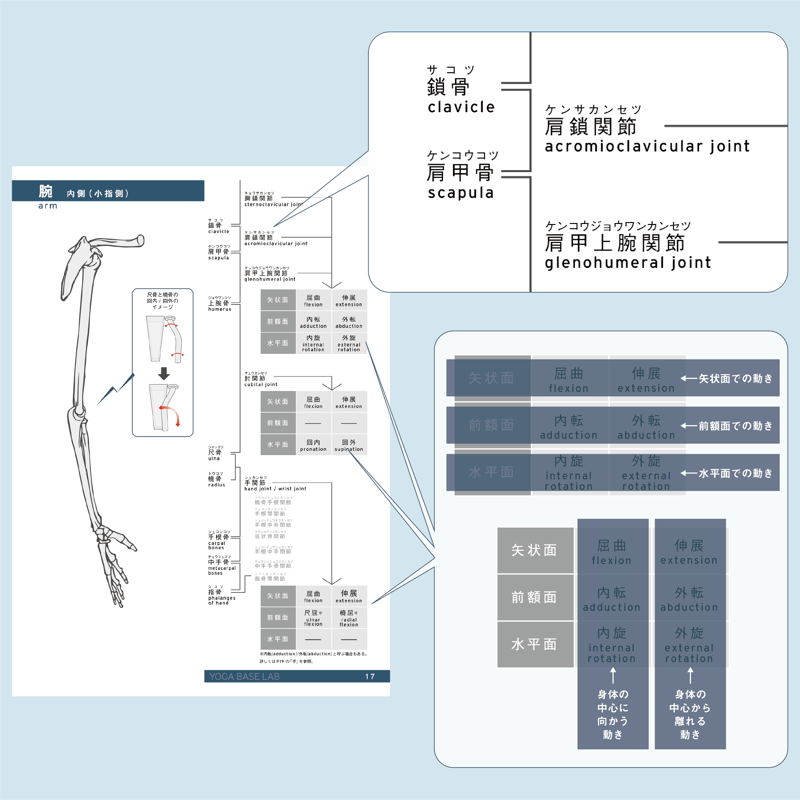 臨床解剖学ノート　腹部編　(I)　(II) 61gbGzATZcL.jpg