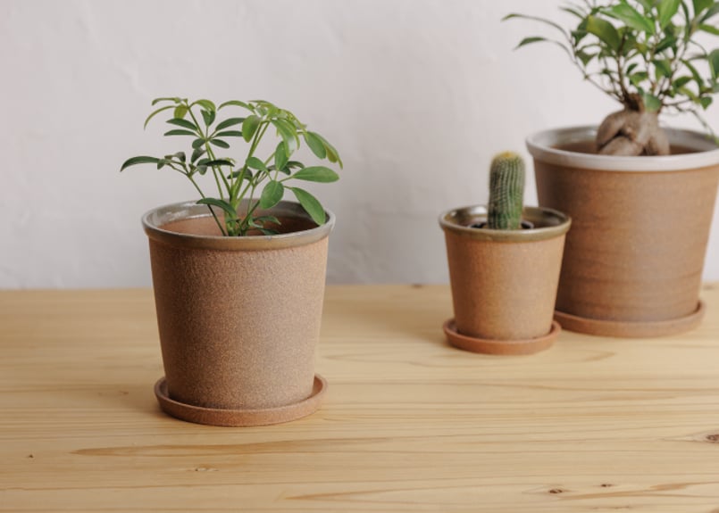 山野草 色丹固有種 カタオカソウ 12cmポット15個セット