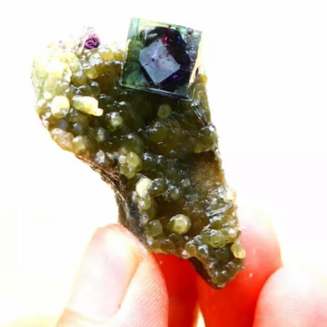 バイカラーフローライト | STORES