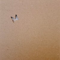 【CD】junko takamisawa / toranoco
