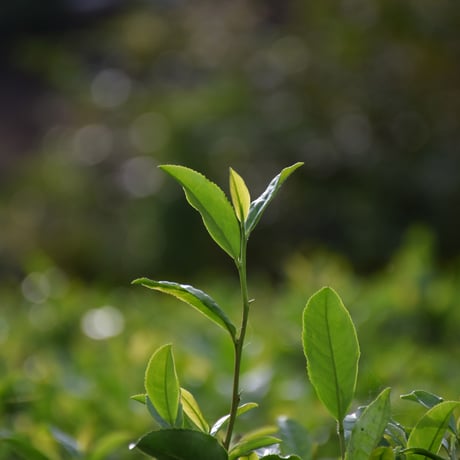 【お中元・ギフト】水出し玄米茶88セット