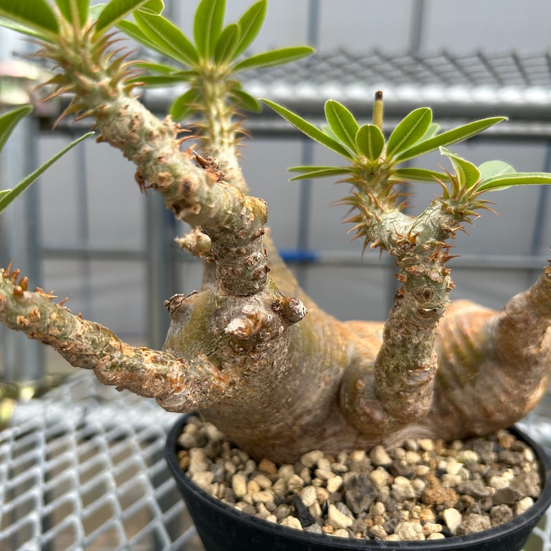 パキポディウム マカイエンセ -魔界玉- No.32 | KUROUSAGI 