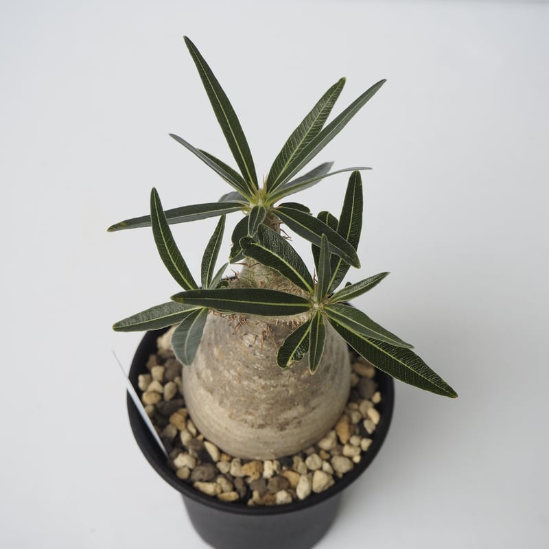 Pachypodium rosulatum var. gracilius A20 | KURO