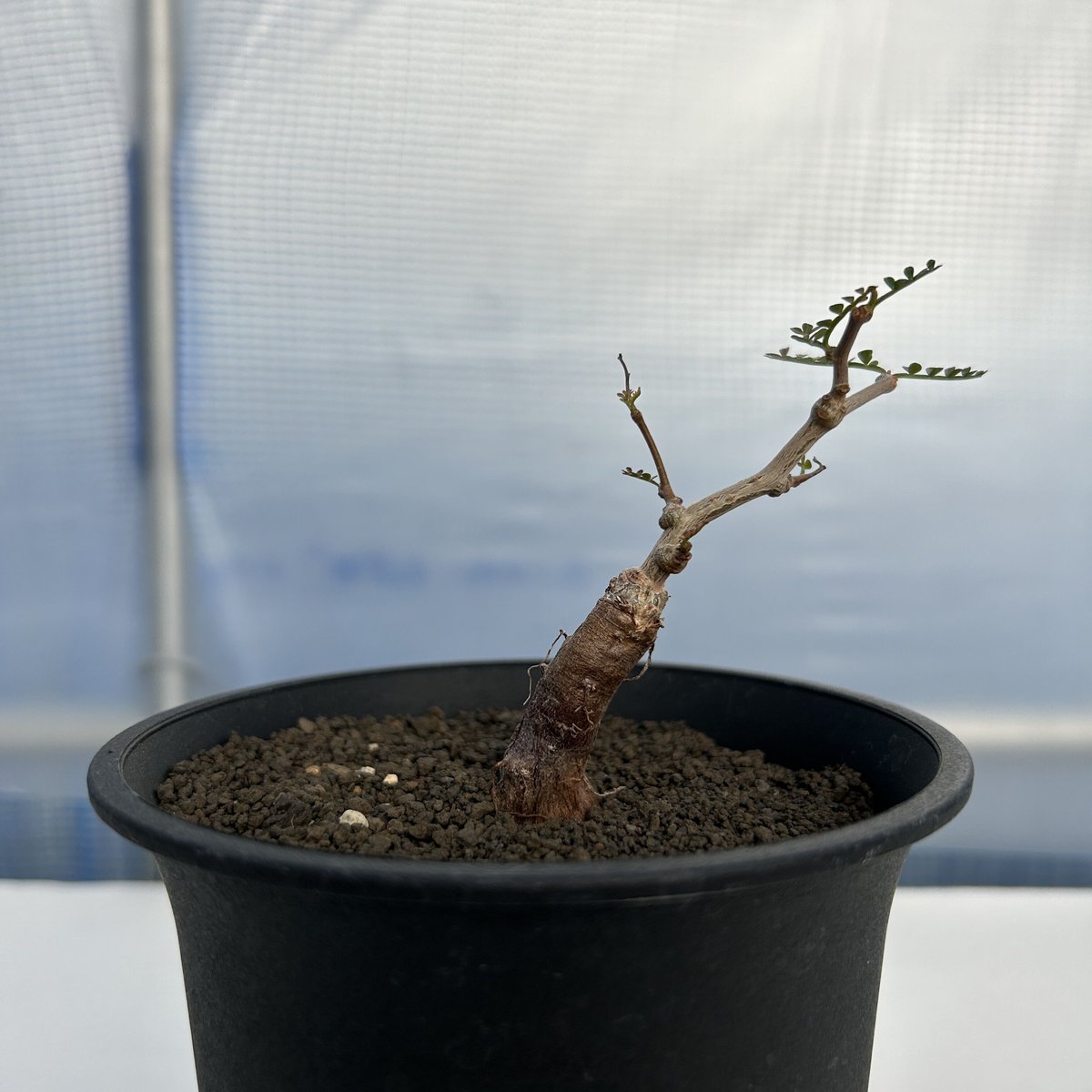 オペルクリカリア パキプス 根挿し 開花株 雄木 ったらしい 