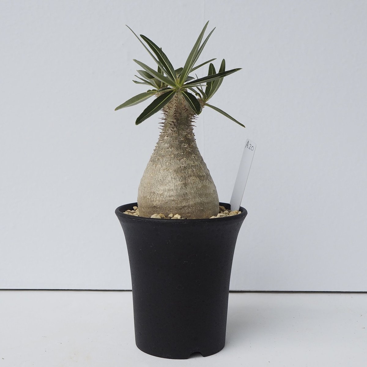 Pachypodium rosulatum var. gracilius A20 | KURO