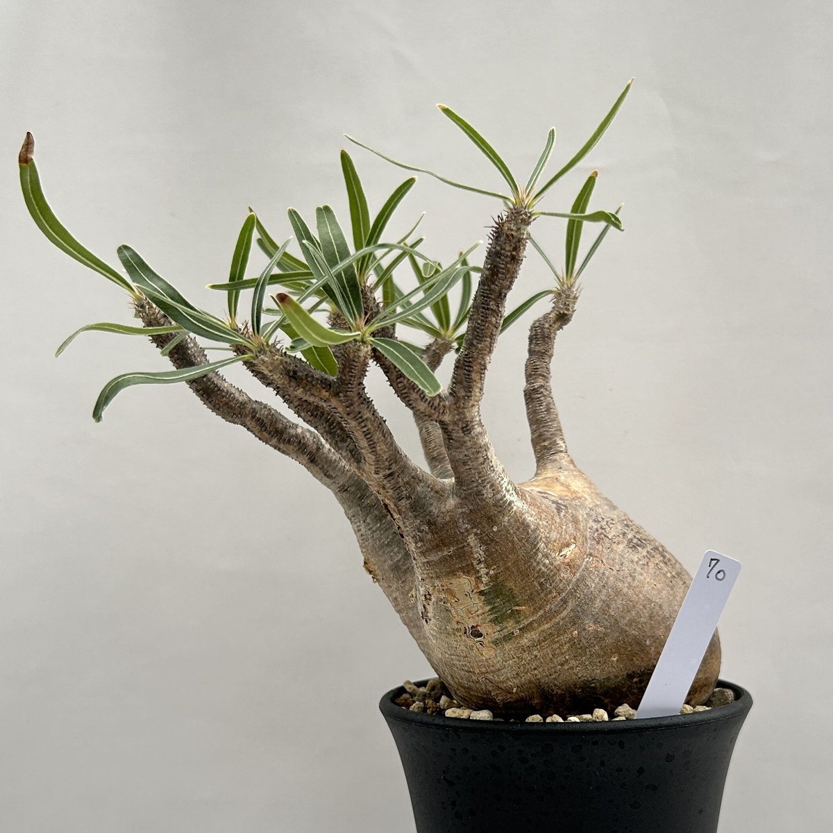 クマクマ様ご依頼品グラキリスセット ☆くまくま様確認用☆ クマクマ様