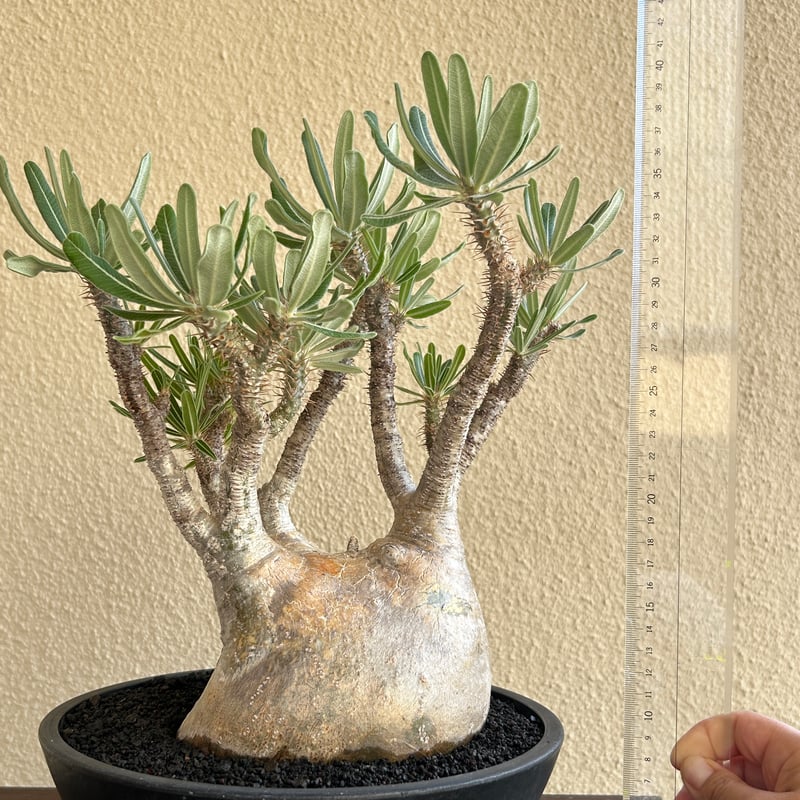 パキポディウム グラキリス② パキポディウム グラキリス二頭 闇炎植栽 – Sigma Plants