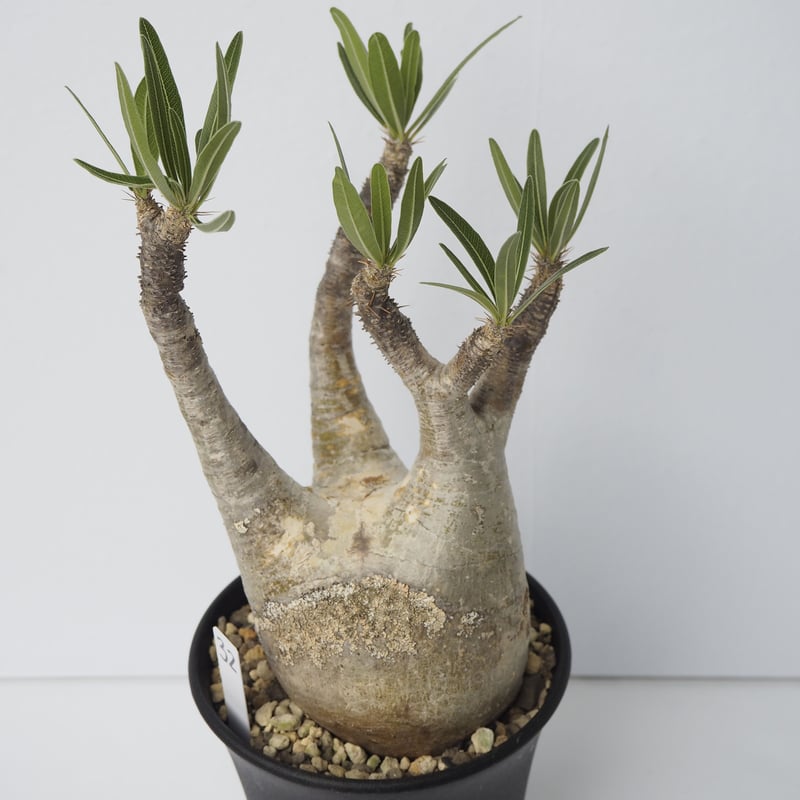 Pachypodium rosulatum var. gracilius 32 | KUROU