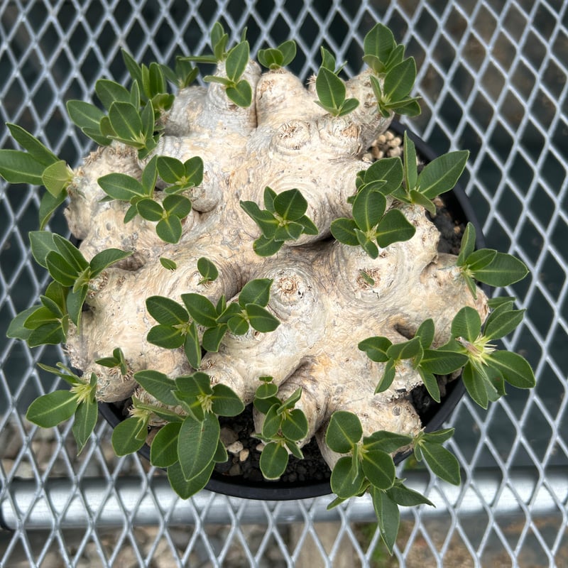 【大株】パキポディウムブレビカウレ 恵比寿笑 パキポディウム ブレビカウレ(恵比寿笑い) 大株 7号｜芳樹園