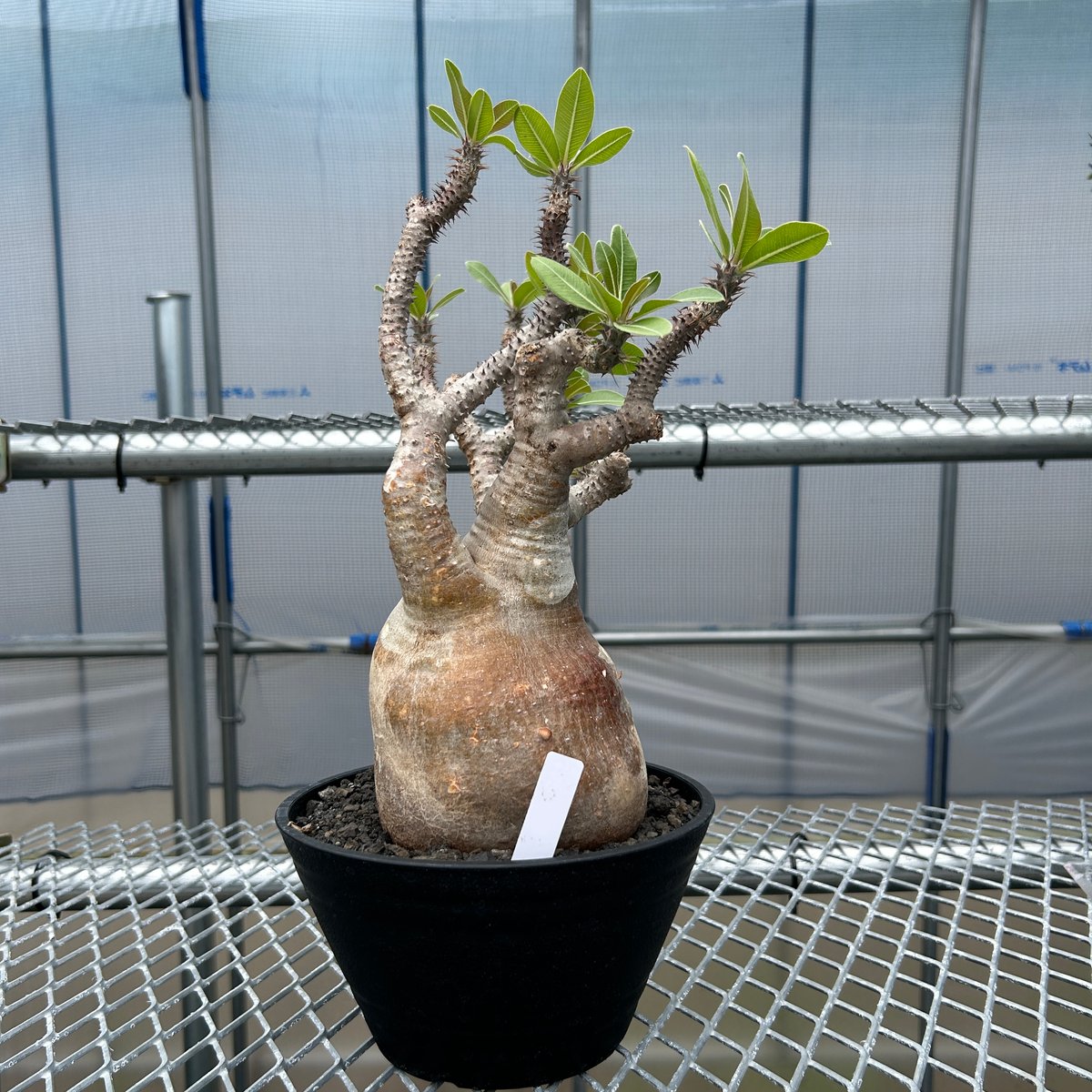 パキポディウムマカイエンセ -魔界玉- No.33 | KUROUSAGI