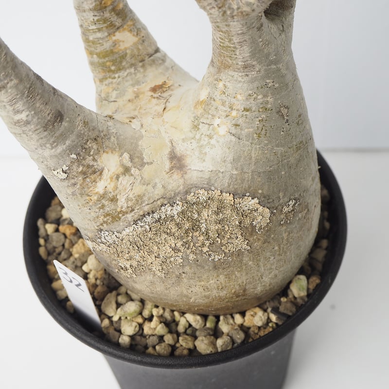 Pachypodium rosulatum var. gracilius 32 | KUROU