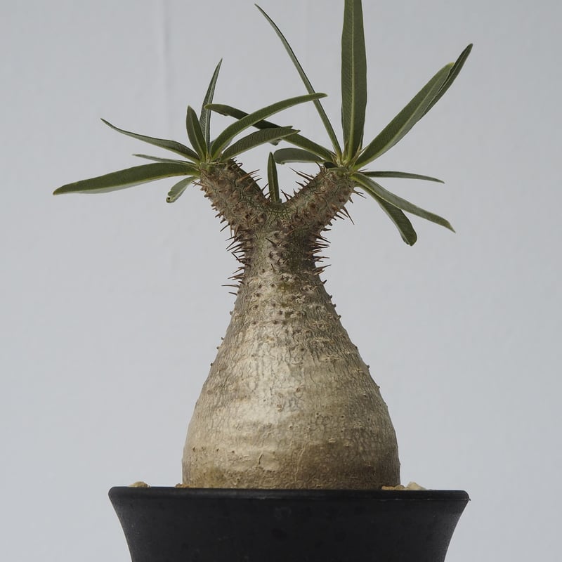 Pachypodium rosulatum var. gracilius A20 | KURO