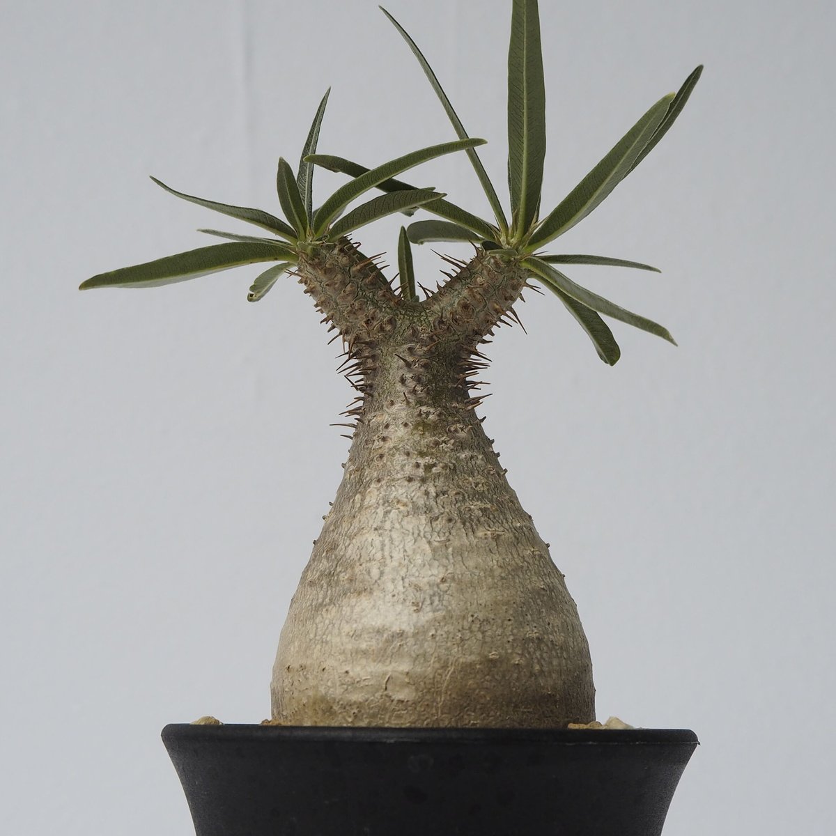 Pachypodium rosulatum var. gracilius A20 | KURO