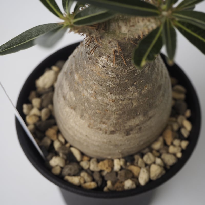 Pachypodium rosulatum var. gracilius A20 | KURO