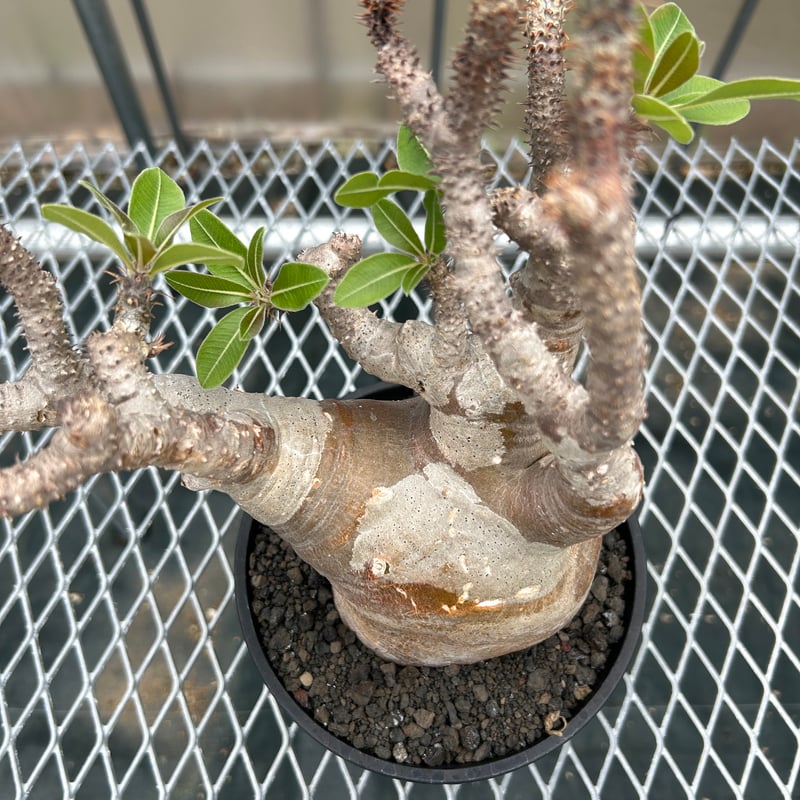 パキポディウムマカイエンセ -魔界玉- No.33 | KUROUSAGI