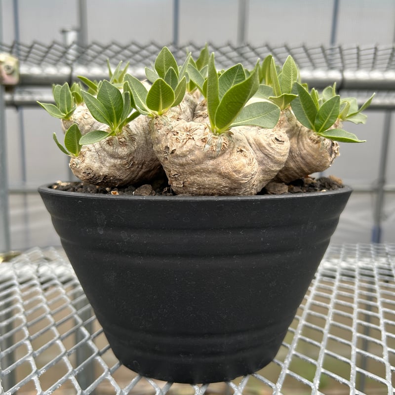 特大！パキポディウムブレビカウレ -恵比寿笑い- | KUROUSAGI