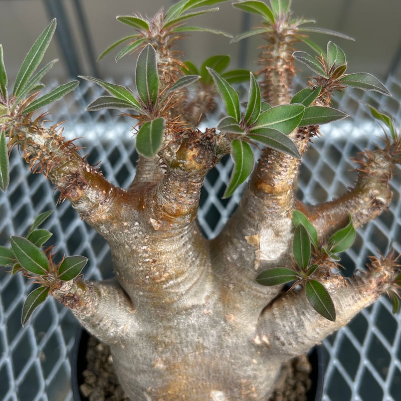 ⚡️値下げ⚡️パキポディウム　マカイエンセ　魔界玉　コレクション株　美株 ⚡️値下げ⚡️パキポディウム マカイエンセ 魔界玉 現地球