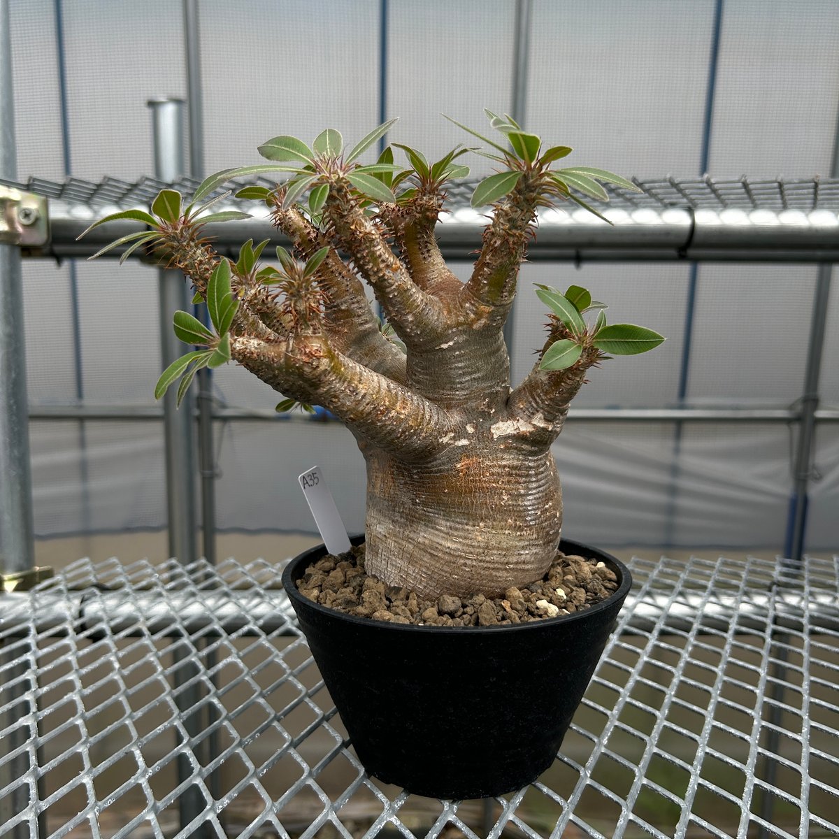 パキポディウムマカイエンセ 赤肌 多頭 3頭 発根済